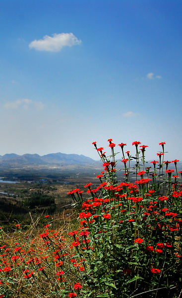 報(bào)春紅（唐洪彪∕攝）
